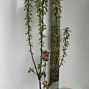 Malus 'Evereste' 150-175 cm P27