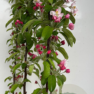 Malus 'Evereste' 150-175 cm P27