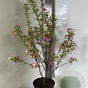 Malus 'Evereste' 150-175 cm P27