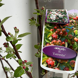 Malus 'Evereste' 150-175 cm P27