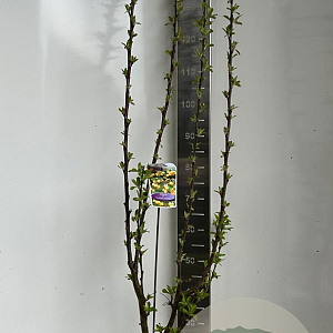 Malus 'Golden Hornet' 150-175 cm P27