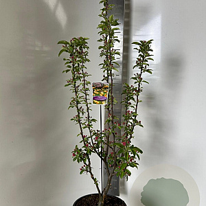 Malus 'Golden Hornet' 150-175 cm P27