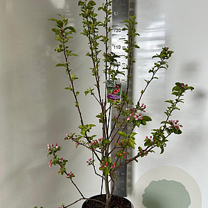 Malus 'Red Sentinel' 150-175 cm P27