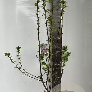 Malus 'Red Sentinel' 150-175 cm P27