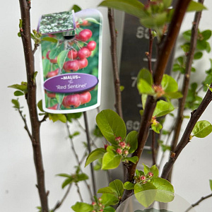 Malus 'Red Sentinel' 150-175 cm P27
