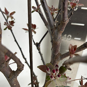 Malus trans. Appletini 150-175 cm P27