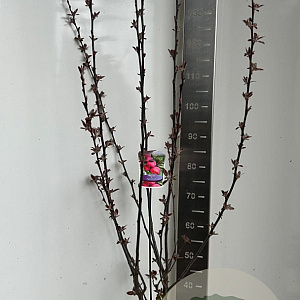 Malus trans. Appletini 150-175 cm P27