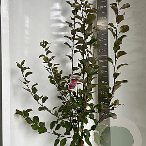 Malus trans. Appletini 150-175 cm P27