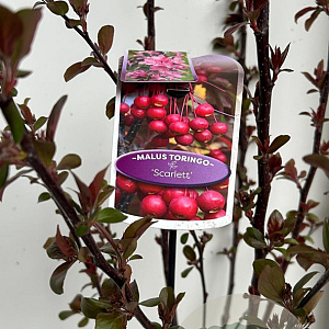 Malus toringo 'Scarlett' 150-175 cm P27