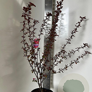 Malus toringo 'Scarlett' 150-175 cm P27