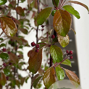 Malus toringo 'Scarlett' 150-175 cm P27