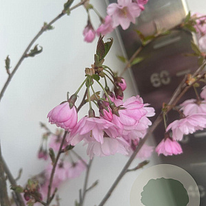 Prunus 'Accolade' 80-90 cm P27