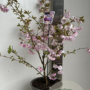 Prunus 'Accolade' 80-90 cm P27