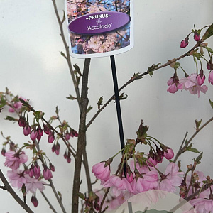 Prunus 'Accolade' 80-90 cm P27