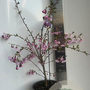 Prunus 'Accolade' 80-90 cm P27
