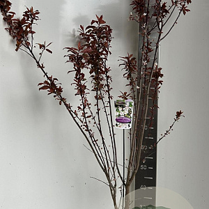 Prunus cer. Crimson Pointe 150-175 cm P27