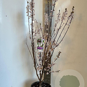 Prunus cer. Crimson Pointe 150-175 cm P27