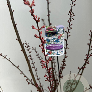 Prunus 'Trailblazer' 130-150 cm  P27