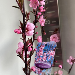Prunus persicoides 'Spring Glow' 150-175 cm P27