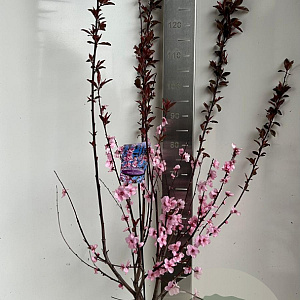 Prunus persicoides 'Spring Glow' 150-175 cm P27