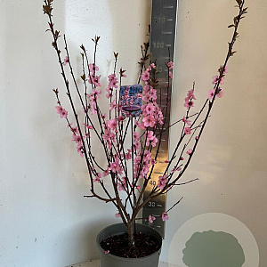 Prunus persicoides 'Spring Glow' 150-175 cm P27