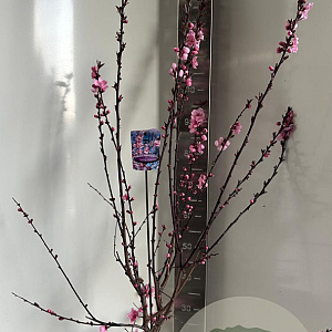 Prunus persicoides 'Spring Glow' 150-175 cm P27