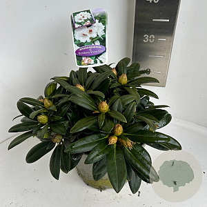 Rhododendron (Y) 'Bohl. Snow Fire' 20-25 cm 
