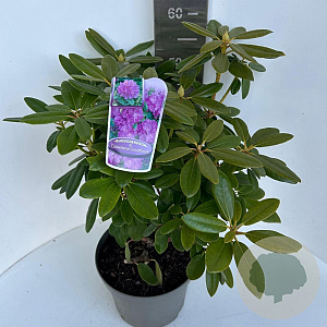 Rhododendron 'Catawb. Grandiflorum' 40-50 cm P23 B kwaliteit