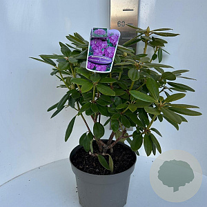 Rhododendron 'Catawb. Grandiflorum' 40-50 cm P23 B kwaliteit