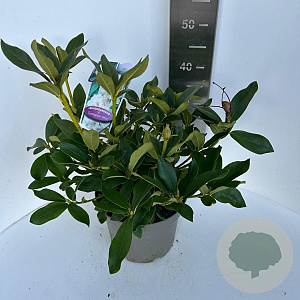 Rhododendron 'Cunningham's White' 40-50 cm P23 B kwaliteit