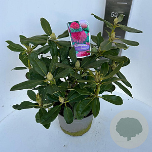 Rhododendron 'Nova Zembla' 40-50 cm P23 B kwaliteit