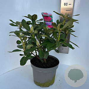 Rhododendron 'Nova Zembla' 40-50 cm P23 B kwaliteit