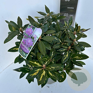 Rhododendron 'Goldflimmer' 30-40 cm P23 B kwaliteit