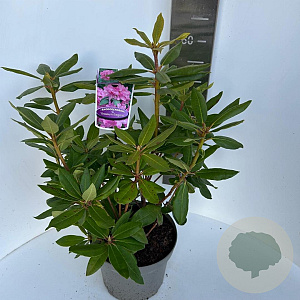 Rhododendron 'Roseum Elegans' 40-50 cm P23 B kwaliteit