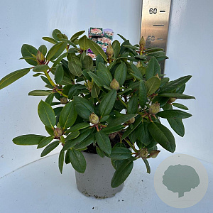Rhododendron 'Virginia Richards' 40-50 cm P23 B kwaliteit
