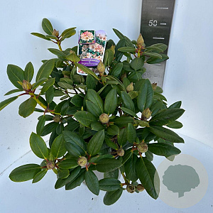 Rhododendron 'Virginia Richards' 40-50 cm P23 B kwaliteit