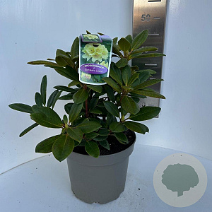 Rhododendron yakushimanum 25-30 cm 