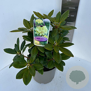 Rhododendron yakushimanum 25-30 cm 