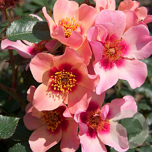 Rosa For Your Eyes Only A kwaliteit wortelgoed vanaf 2 tak