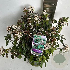 Viburnum tinus 30-40 cm P27