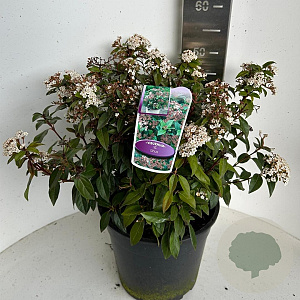 Viburnum tinus 30-40 cm P27