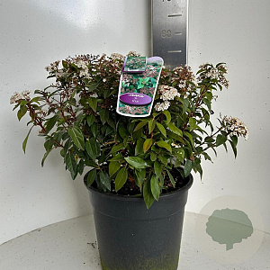 Viburnum tinus 30-40 cm P27