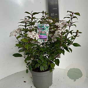 Viburnum tin. Spirit 45-55 cm P23