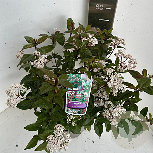 Viburnum tin. Spirit 45-55 cm P23