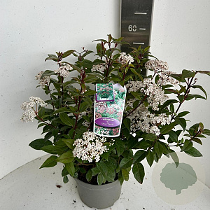 Viburnum tin. Spirit 45-55 cm P23