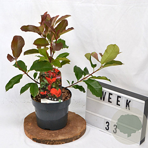 Photinia fraseri 'Camilvy' 40-60 cm 3,0L