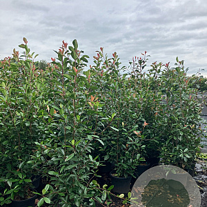 Photinia fraseri 'Red Robin' 175-200 cm 20L
