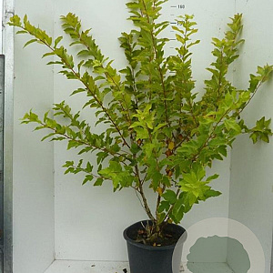 Physocarpus opulif. 'Dart's Gold' 100-125 cm 20L