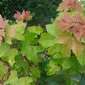 Acer rubrum 'Joseph' 10-12 HO 15L geveerd