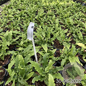 Asplenium scolopendrium GM 2,0L